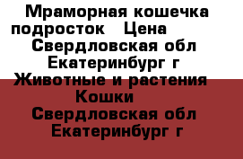 Мраморная кошечка подросток › Цена ­ 3 000 - Свердловская обл., Екатеринбург г. Животные и растения » Кошки   . Свердловская обл.,Екатеринбург г.